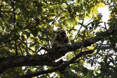 Affe fauna säugetier baum Foto