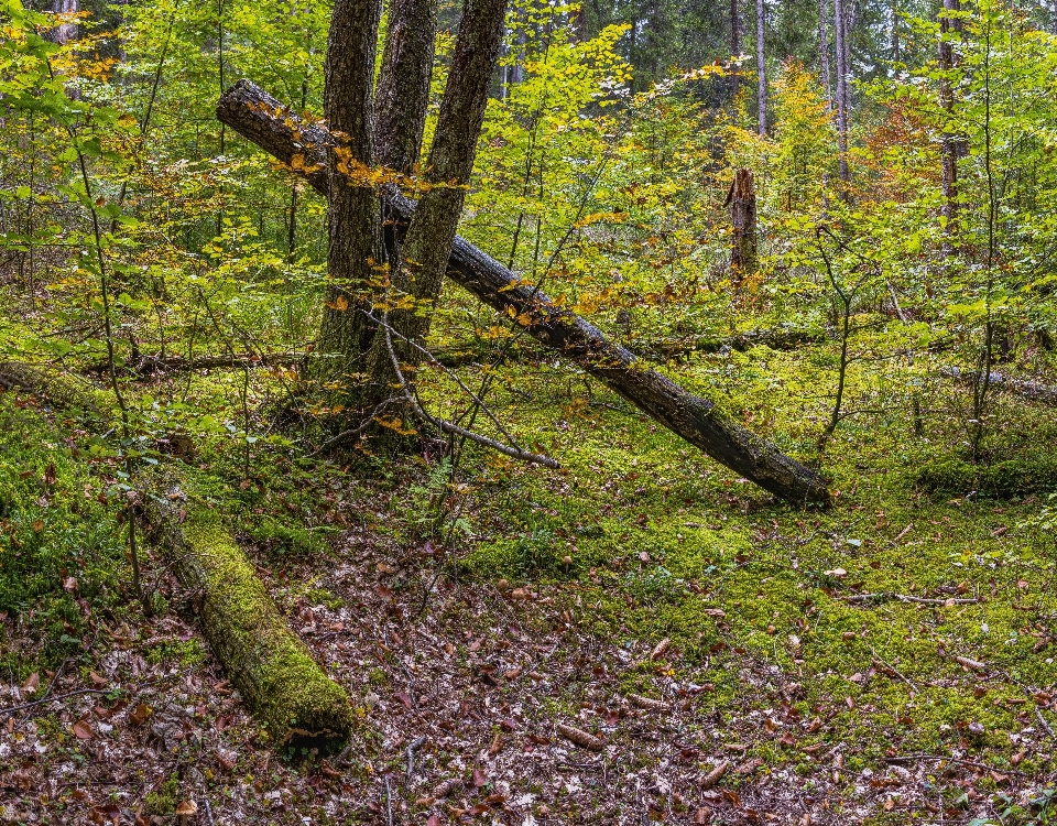 Woodland ecosystem nature temperate broadleaf and mixed forest