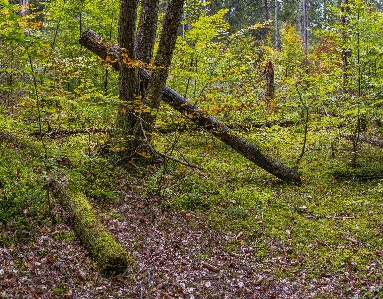 Woodland ecosystem nature temperate broadleaf and mixed forest Photo