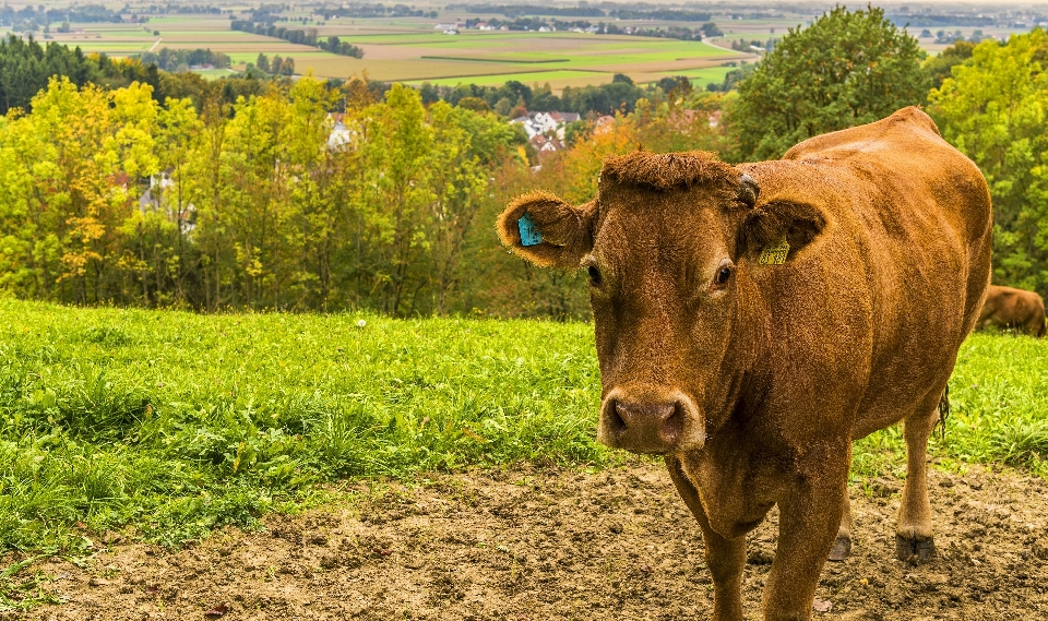 Cattle like mammal pasture field grazing