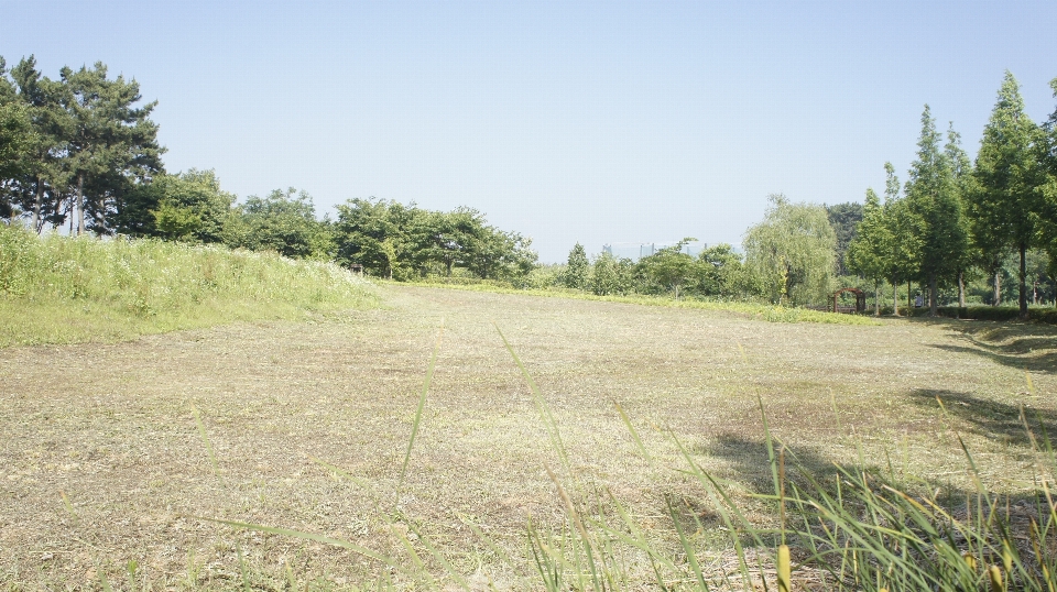 Terrain vacant
 parc prairie
 écosystème
