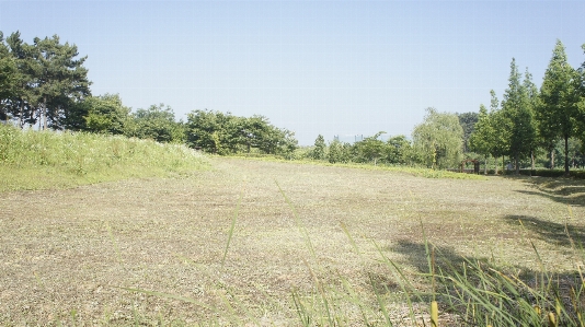 Vacant lot park grassland ecosystem Photo