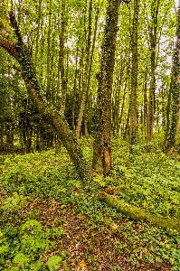 Woodland ecosystem vegetation forest Photo