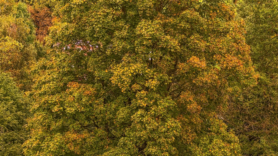 Hoja vegetación bosque templado latifoliado y mixto
 otoño