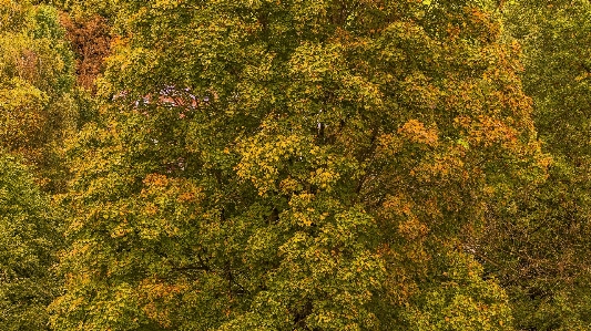 Blatt vegetation gemäßigter laub- und mischwald
 herbst Foto