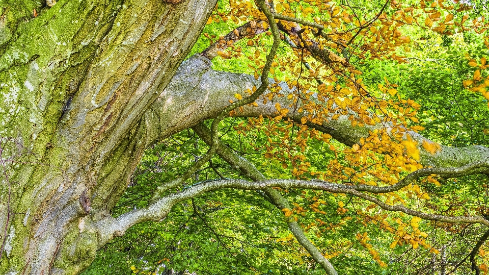 Albero vegetazione ecosistema
 ramo