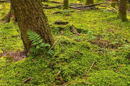 Foto Vegetazione ecosistema
 riserva naturale
 bosco
