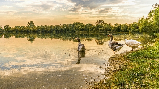 Reflection wetland nature reserve water Photo