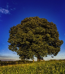 Foto Céu árvore natureza vegetação