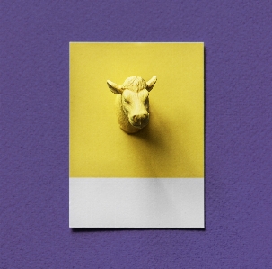 Abstract animal background bull Photo