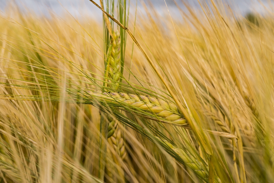 Lebensmittel getreide
 triticale
 gerste weizen