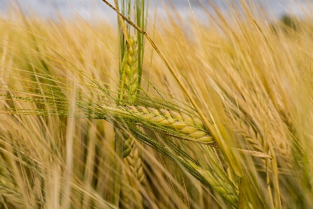 Food grain triticale barley wheat Photo