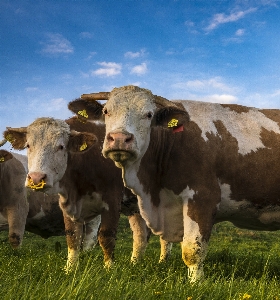 Foto Bestiame come mammifero
 prateria
 pascolo
 mucca da latte
