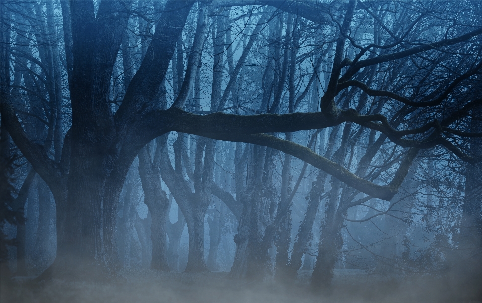 Background forest fog trees