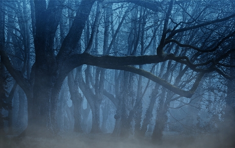 Background forest fog trees Photo