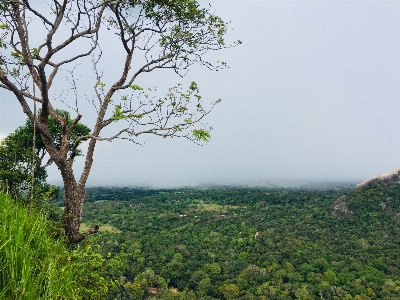 Foto Pohon tumbuh-tumbuhan cagar alam
 ekosistem
