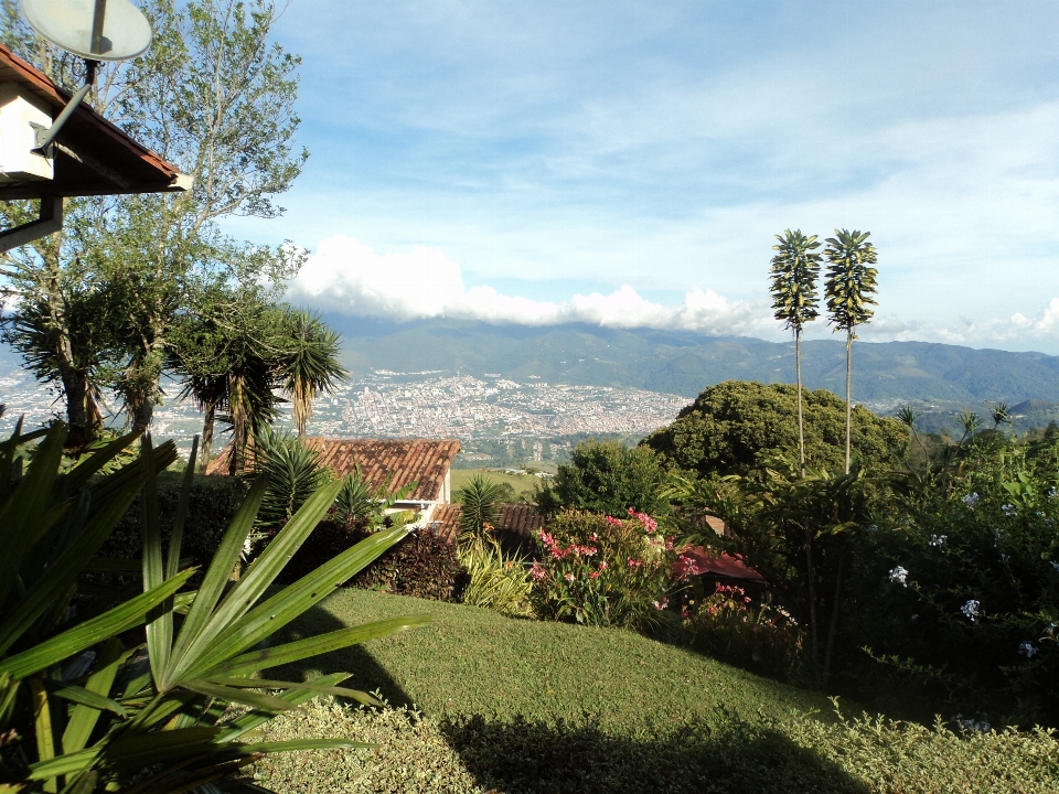 Venezuela andes
 montañas vegetación