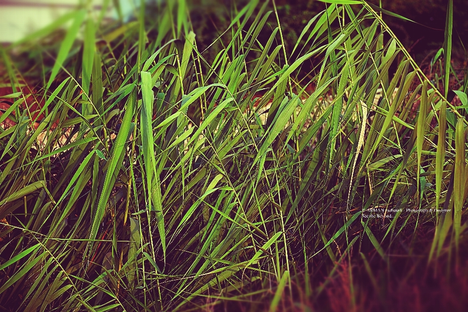 Natur gras vegetation anlage