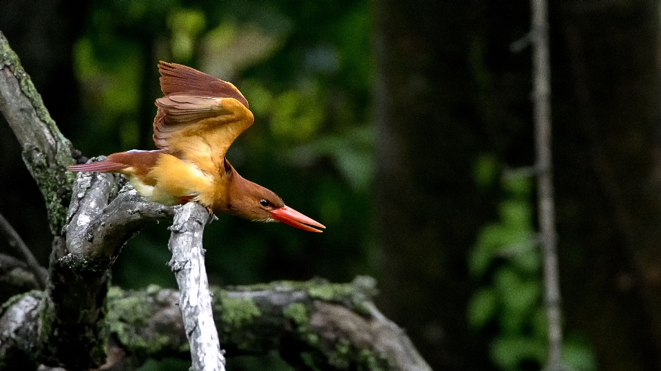 Uccello becco fauna animali selvatici