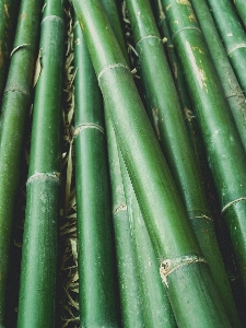 Nature forest green bamboo Photo