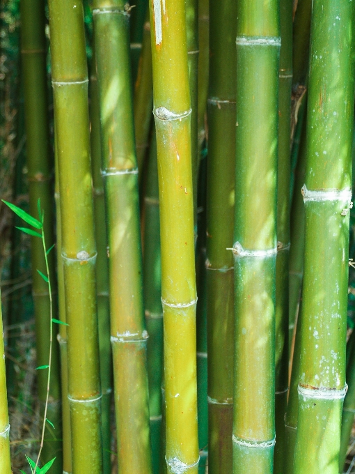 Nature forest green bamboo