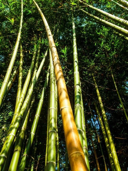 Doğa orman yeşil bambu