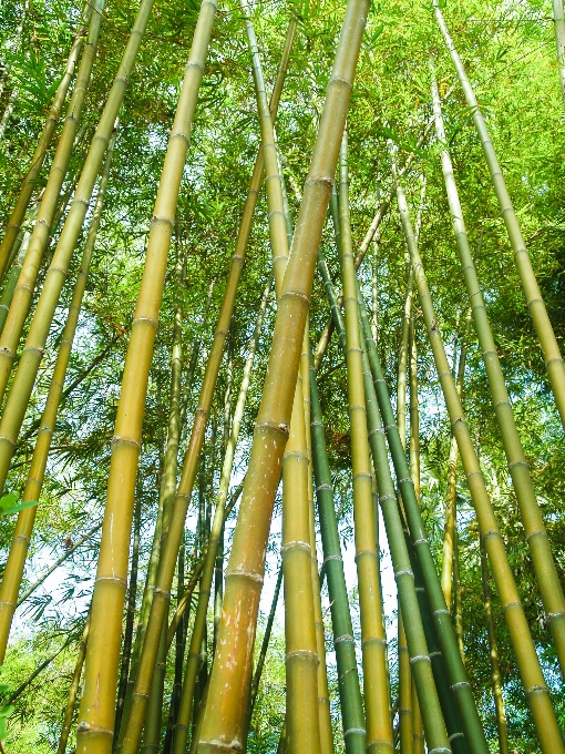 Nature forest green bamboo