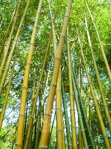 Nature forest green bamboo Photo