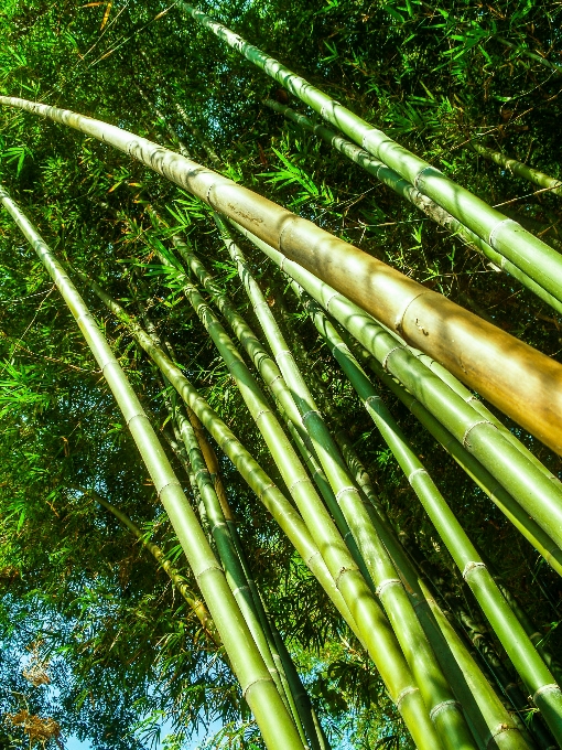 Nature forest green bamboo