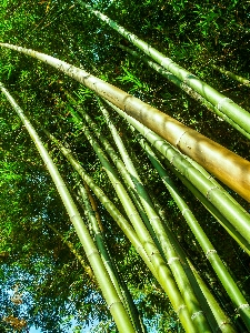 Nature forest green bamboo Photo