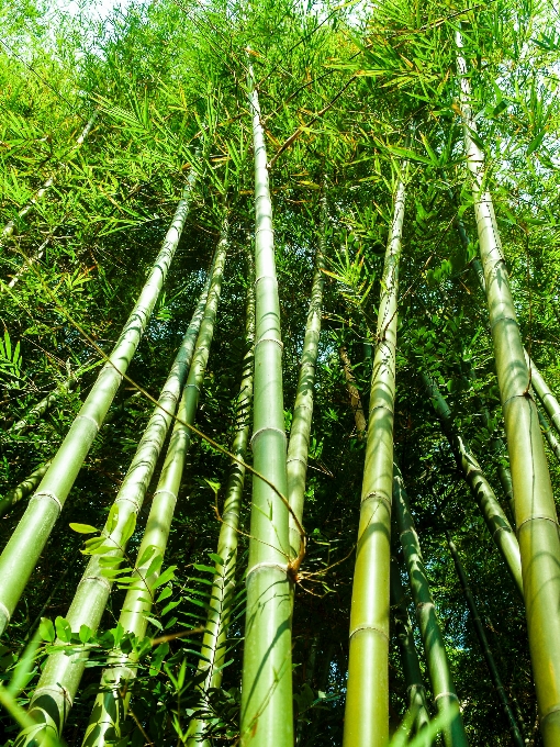 Nature forest green bamboo