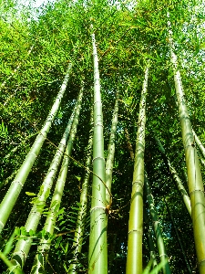 Nature forest green bamboo Photo