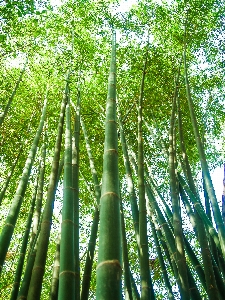 Nature forest green bamboo Photo