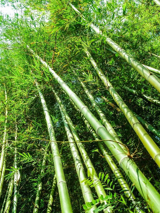 Nature forest green bamboo