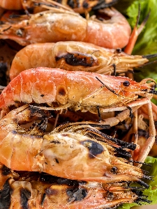 Shrimp grilled cuisine food Photo