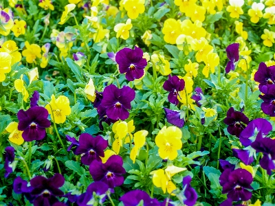 公園 自然 植物 花 写真