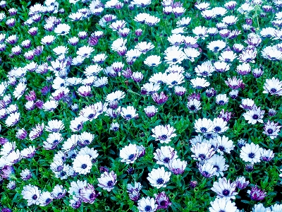 公園 自然 植物 花 写真