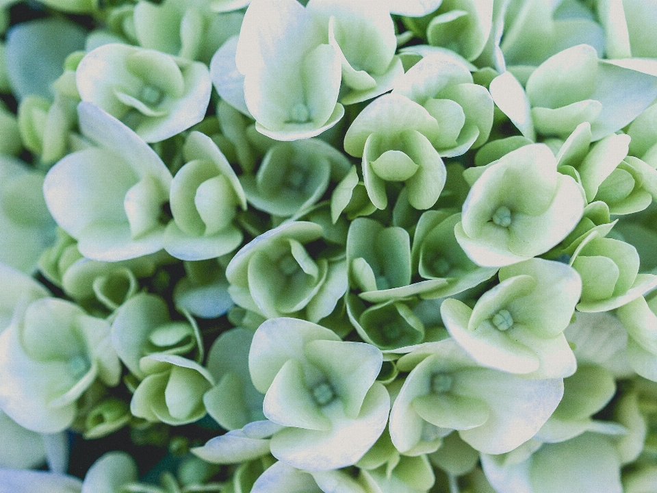 花园 自然 植物 花