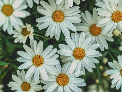 公園 自然 植物 花 写真