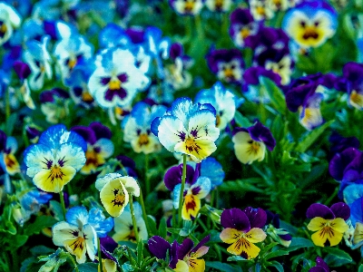 公園 自然 植物 花 写真