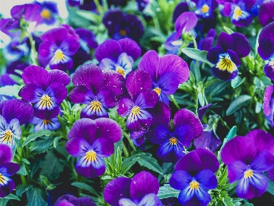 公園 自然 植物 花 写真