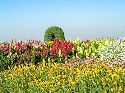 公園 自然 植物 花 写真