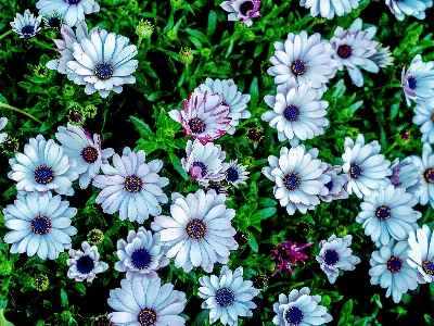 公園 自然 植物 花 写真