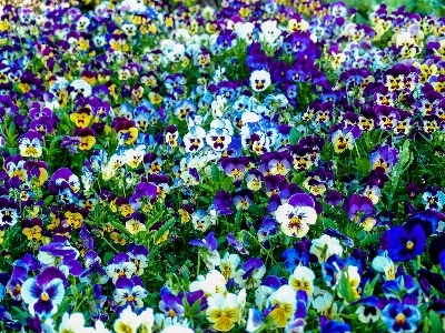 公園 自然 植物 花 写真