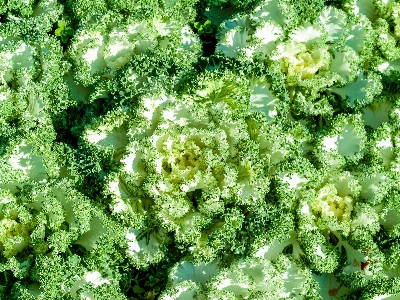 公園 自然 植物 花 写真