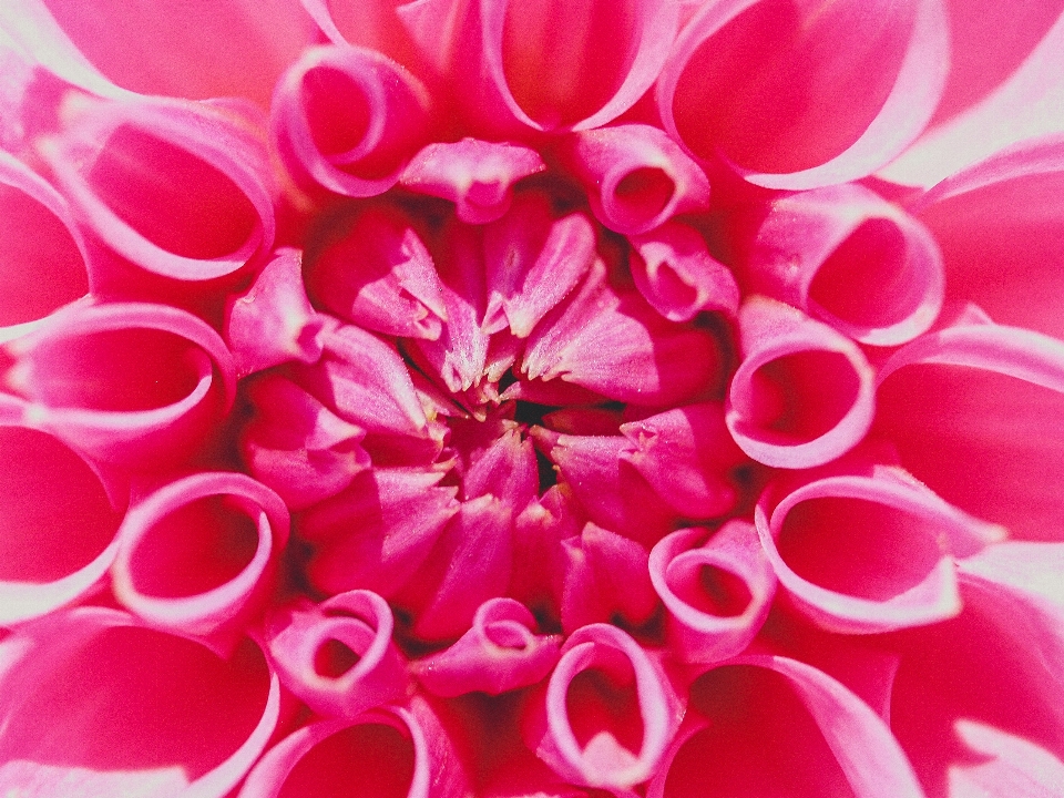 Jardín naturaleza planta flor