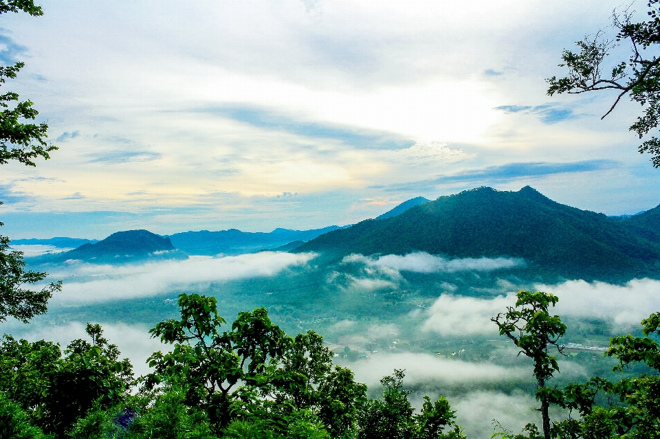 Fog morning environment nature