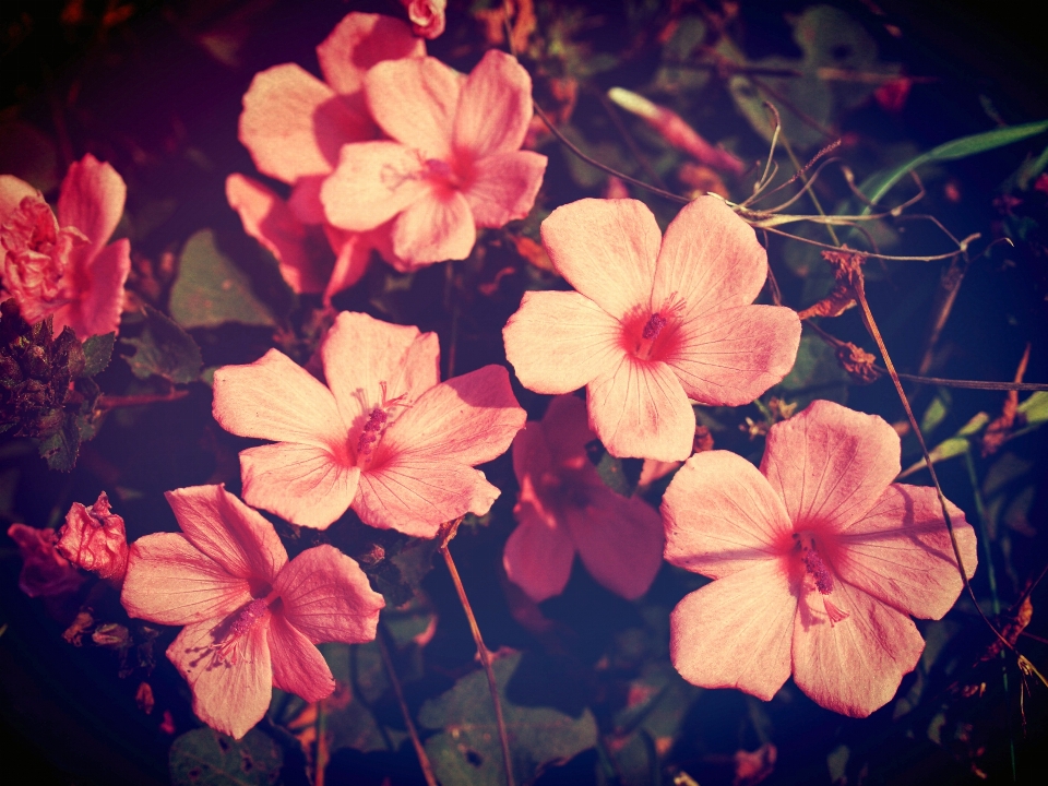 Floral beautiful background nature