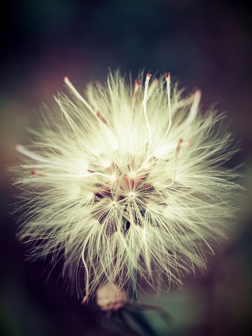 Floral beautiful background nature