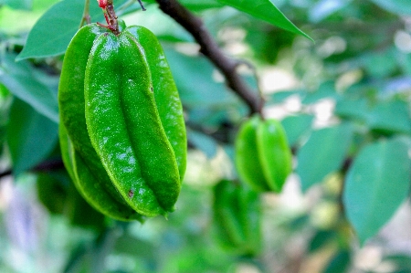 Ripe healthy food carambola Photo